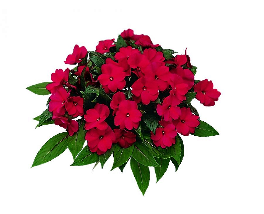 Бальзамин новогвинейский 'Парадиз Тенанго' (темно-красный)