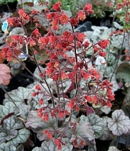 Циннабар Сильвер