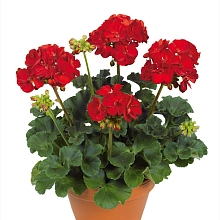 Пеларгония зональная махровая 'Виктор' (темно-красная)