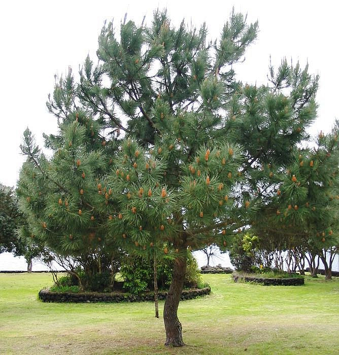 Сосна гельдрейха (Pinus leucodermis)