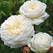 Роза 'Транквилити' (парковая) (белая)