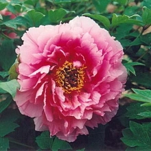 Пион древовидный 'Розовый Лотос'