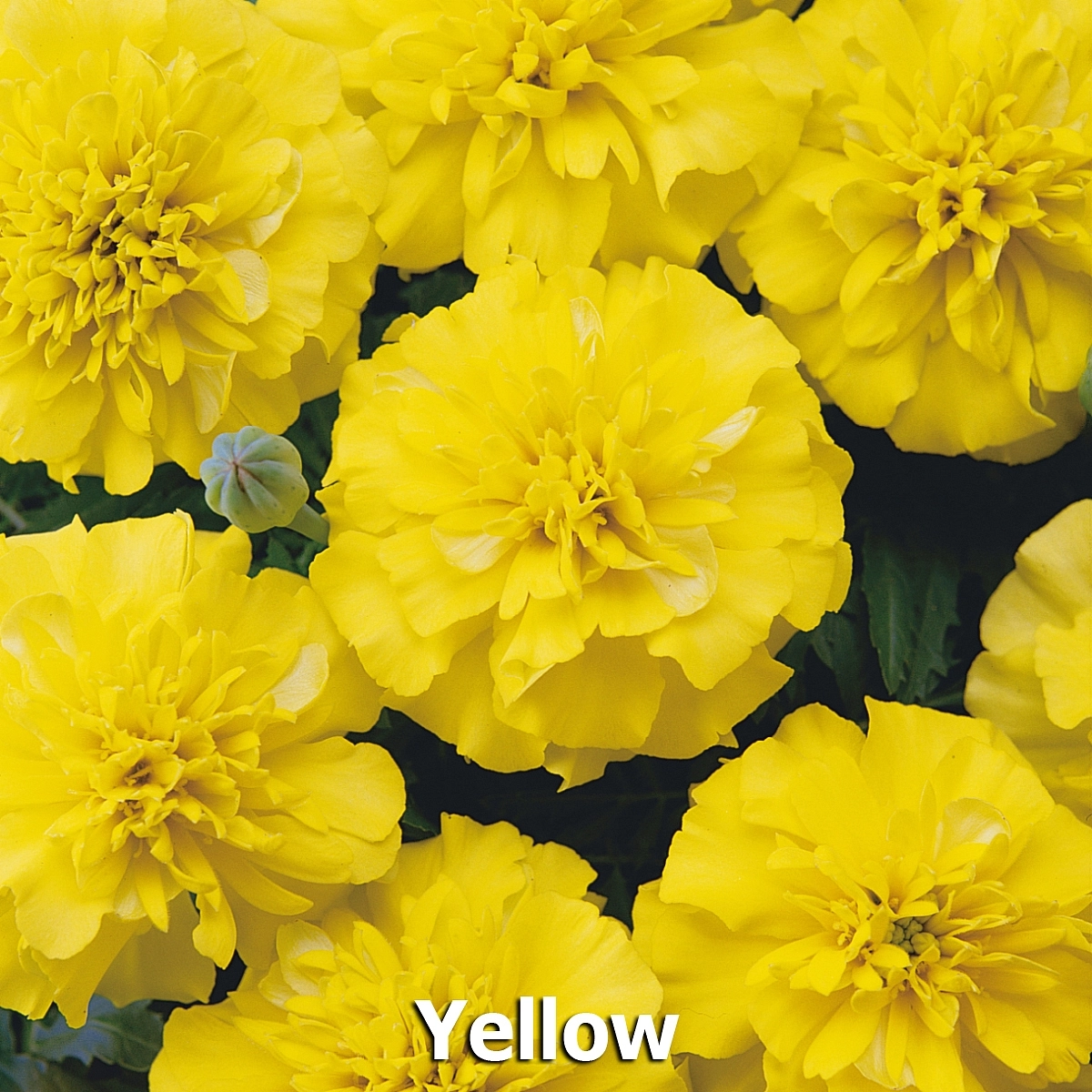 Тагетес (бархатцы) отклоненный 'Бонанза Йеллоу' (желтый)