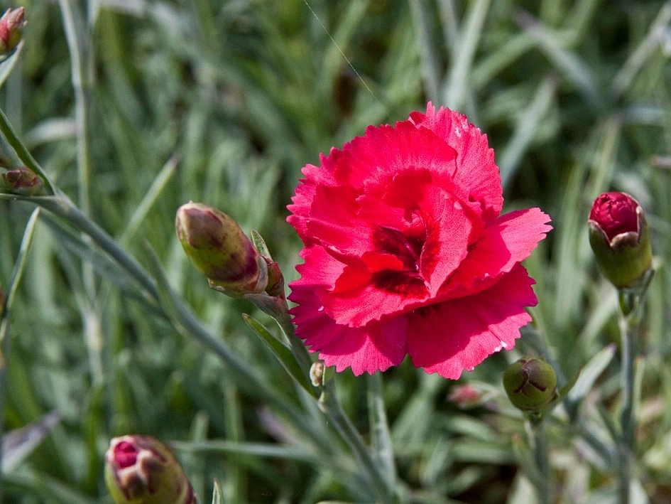 Гвоздика перистая 'Манот'