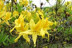 Рододендрон гибридный (азалия) 'Лютеум' (желтая) Рододендрон гибридный (азалия) 'Лютеум' (желтая)