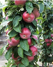 Яблоня колоновидная 'Поэзия'