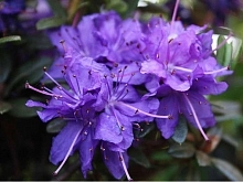 Рододендрон плотный 