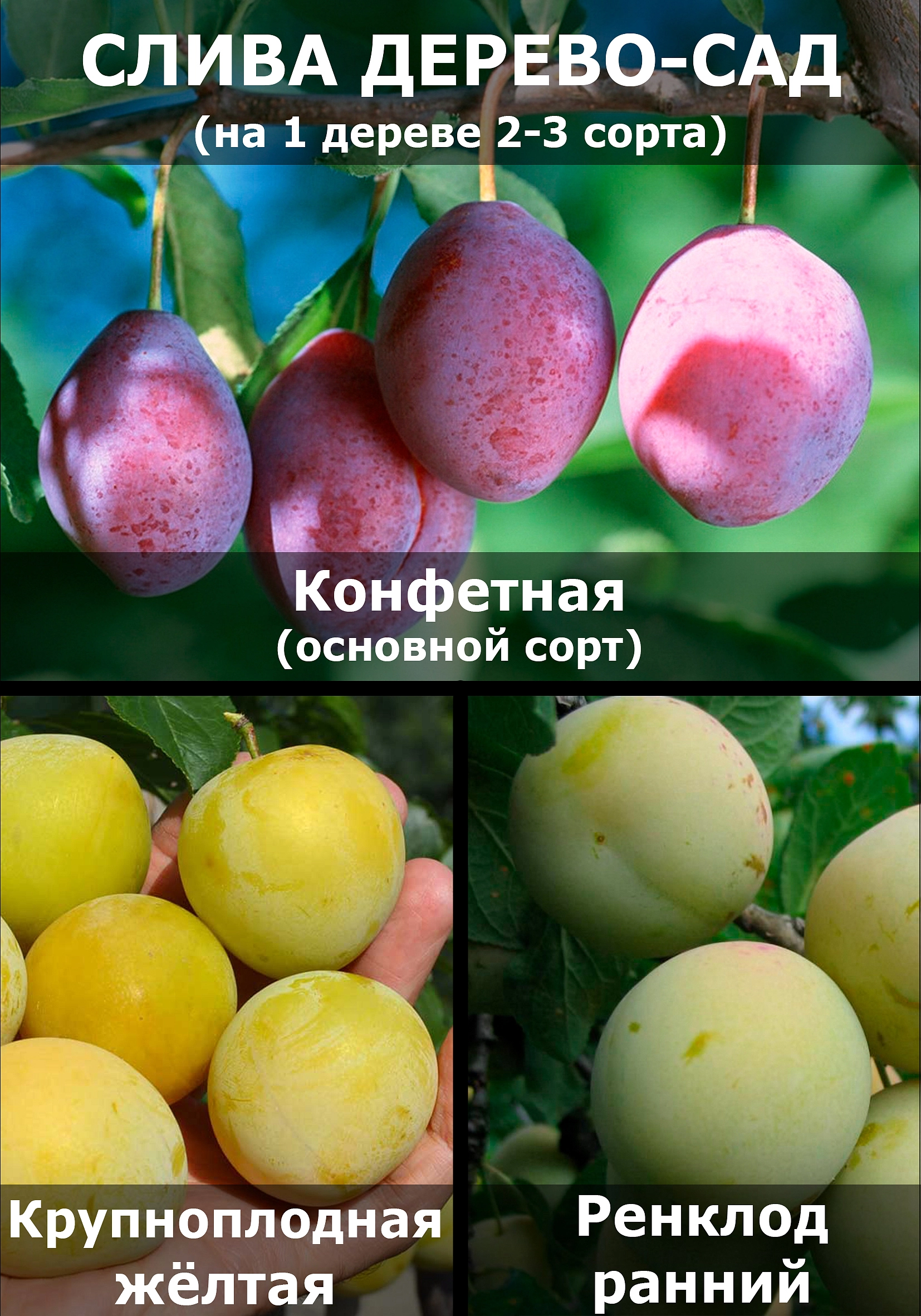 Слива 'Конфетная/Желтоплодная/Ренклод ранний'