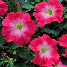 Петуния (сурфиния) гибридная 'Дримс Корал Морн' (кораллово - розовая с белым центром)