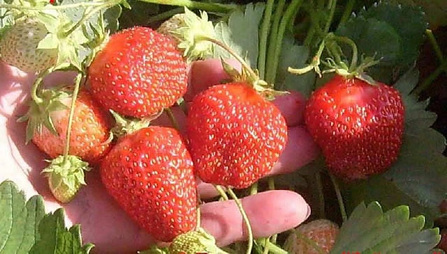 Земляника (клубника) 'Гирлянда' (ремонтантная)