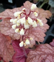 Спарклинг Бургунди