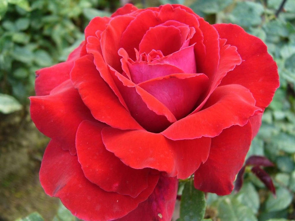 Роза 'Виншотен' (чайно-гибридная)