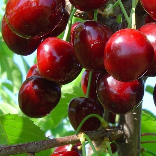 Черешня 'Теремошка'