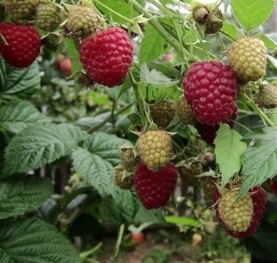 Малина 'Красная Королева' Малина 'Красная Королева'