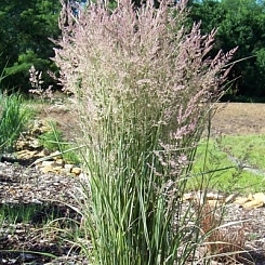 Вейник остроцветковый 'Овердам'