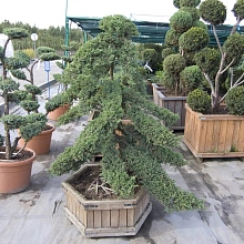 Можжевельник лежачий 'Нана' бонсай