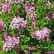 Сирень Мейера 'Палибин' (лиловая)