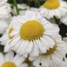 Нивяник великолепный 'Арктик Сноу' 