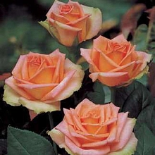 Роза 'Версилия' (чайно-гибридная) (персиковая)