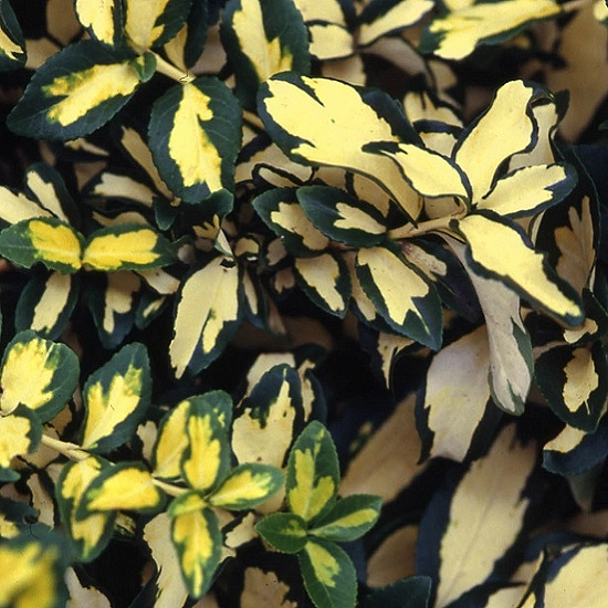 Бересклет Форчуна 'Микаела'