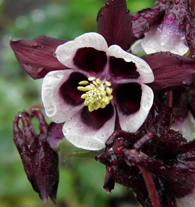 Аквилегия обыкновенная Уильям Гинесс