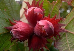 Фундук 'Московский рубин'