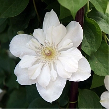 Клематис 'Ежи Попелушко'