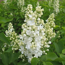 Сирень обыкновенная 'Лиега' (белая)