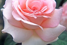 Роза 'Шлосс Иппенбург' (шраб, чайно - гибридная) (лососево - белая)