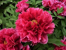 Пион древовидный 'Каоу' (винно - красный)