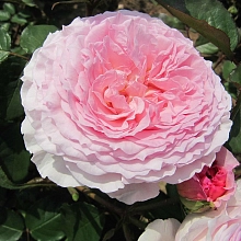 Роза 'Джеймс Галвей' (праковая, шраб) (розовая)