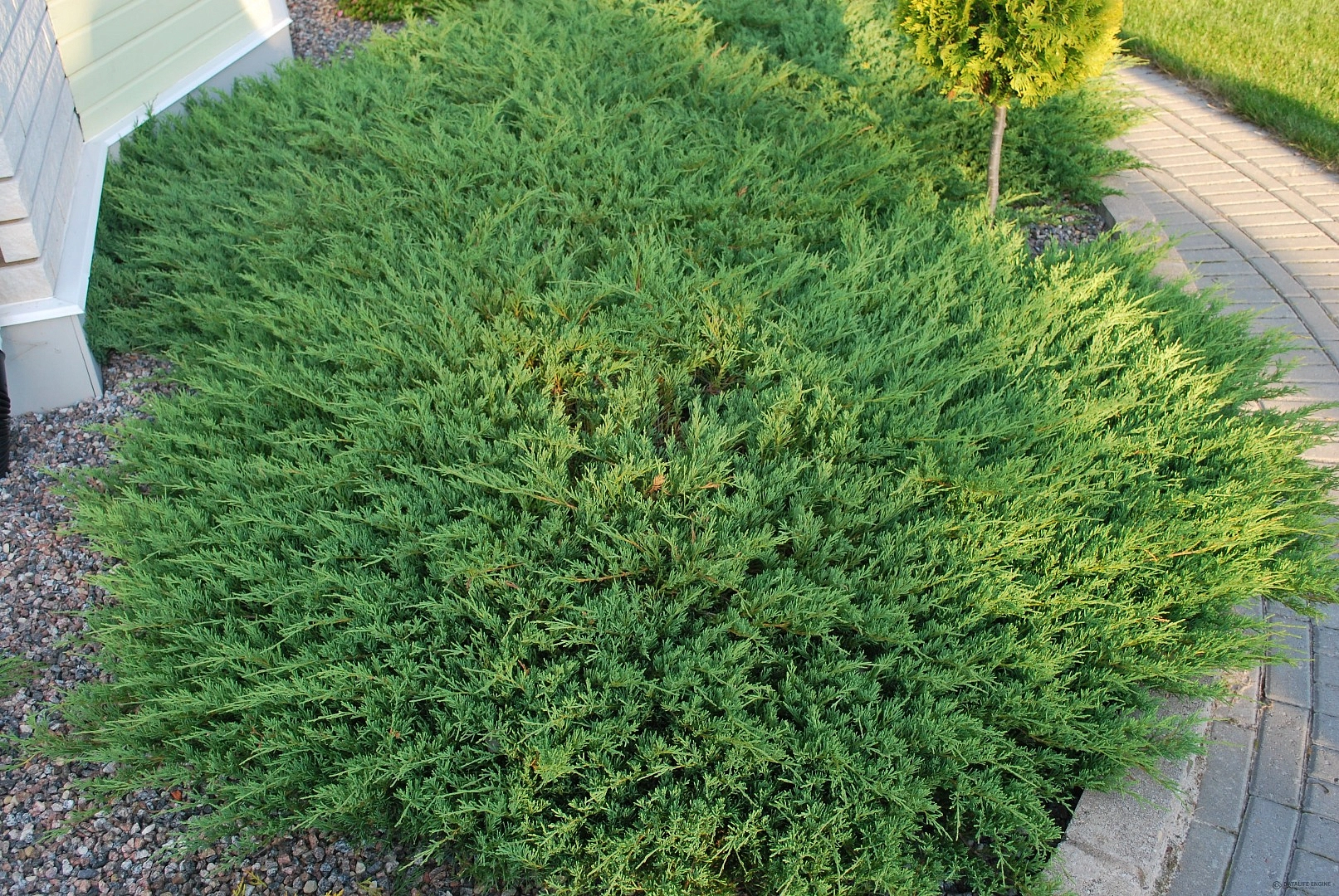 Можжевельник горизонтальный