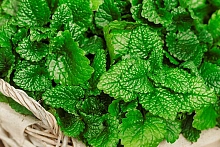 Мелисса лекарственная 'Лимончелло Лемон Сентед'