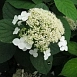 Гортензия древовидная 'Уайт Дом'
