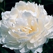 Пион молочноцветковый 'Уайт Айвори' (белый)