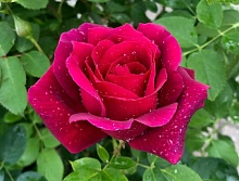 Роза 'Крымская ночь' (чайно-гибридная) (винно - фиолетовая)