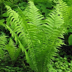 Папоротник Страусник обыкновенный