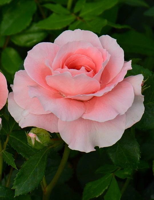 Роза 'Спайси' (миниатюрная) (персиковая)