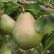 Груша 'Белорусская поздняя'