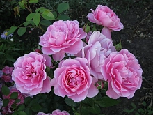 Роза 'Дебора' (шраб) (розовая)