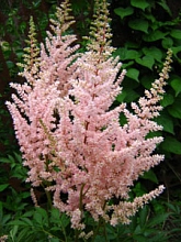 Астильба Арендса 'Кримхильда' (кремово розовый)