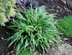 Ожика лесная