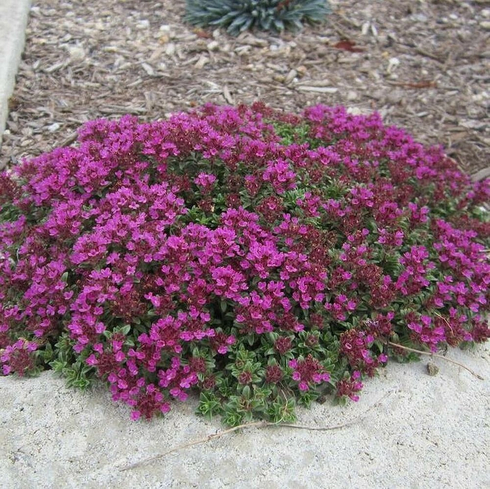 Тимьян ранний 'Ред Карпет'