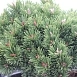 Сосна горная 'Шервуд Компакт' Сосна горная 'Шервуд Компакт'