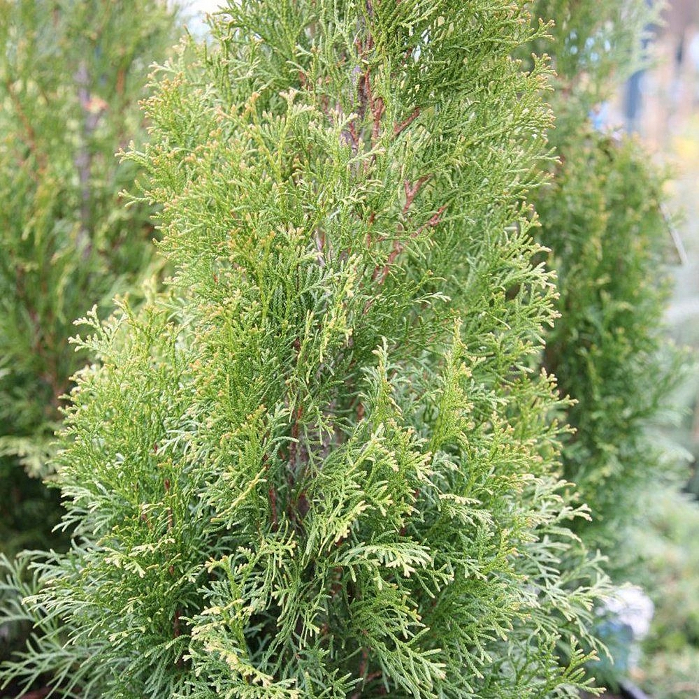 Туя западная 'Вайт Смарагд'