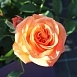 Роза 'Ибица' (чайно-гибридная) (оранжево - красная)