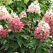 Гортензия метельчатая 'Мэджикал Везувио'