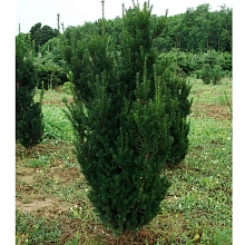 Тис средний 'Хилли'