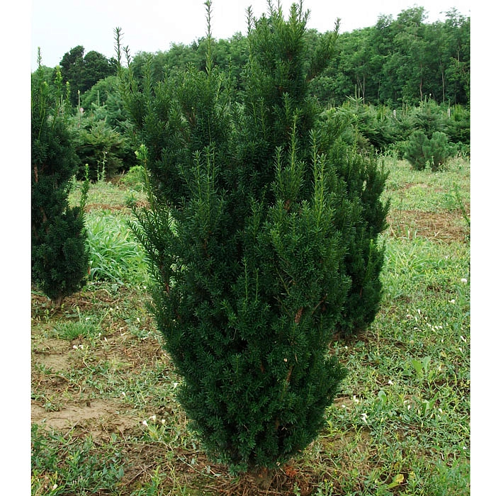 Тис средний 'Хилли'