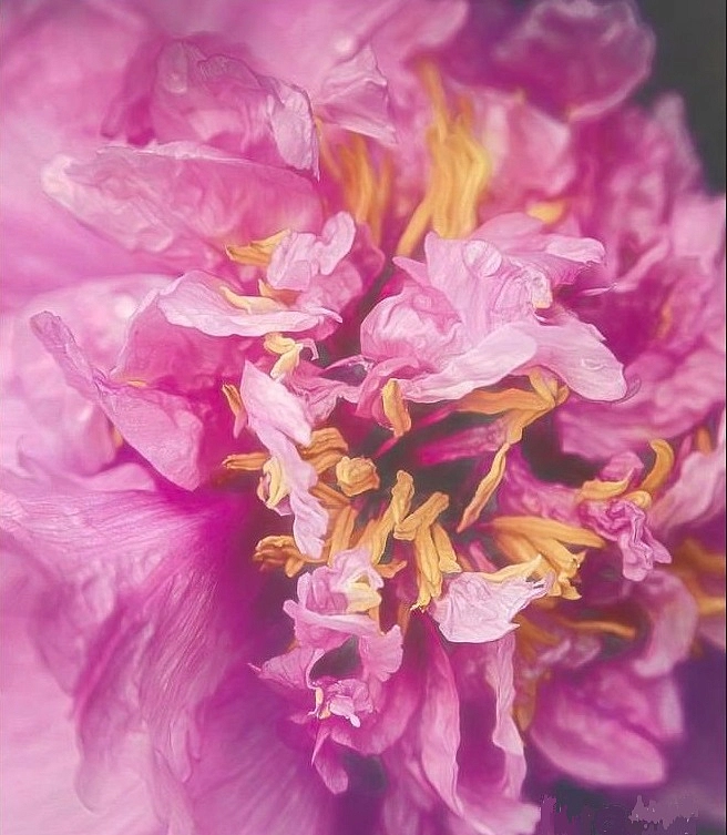 Пион молочноцветковый 'Фаерворк' (розовый)